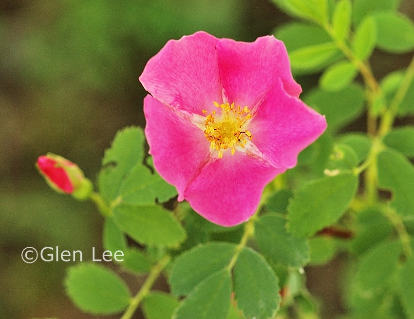 Rosa woodsii photos Saskatchewan Wildflowers